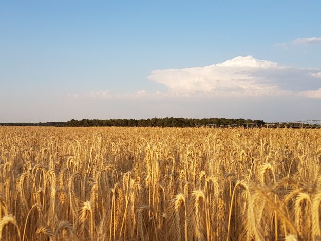 Cereal y Pinares Comarca
